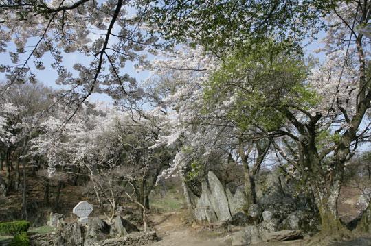 노성산 벚꽃길