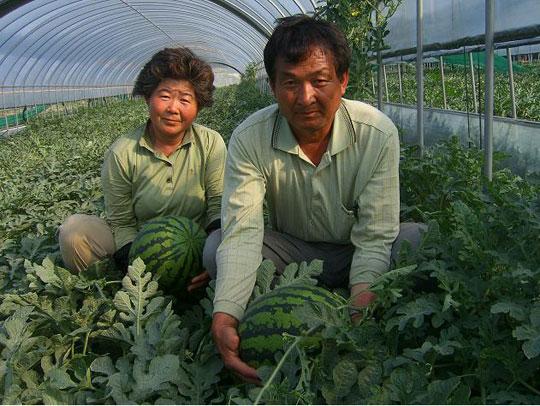 16일 오전 진천군 광혜원면 금곡리 김형복씨(56)가 자신의 밭에서 서울지역으로 수박을 출하하기 위해 작업을 하고 있다.