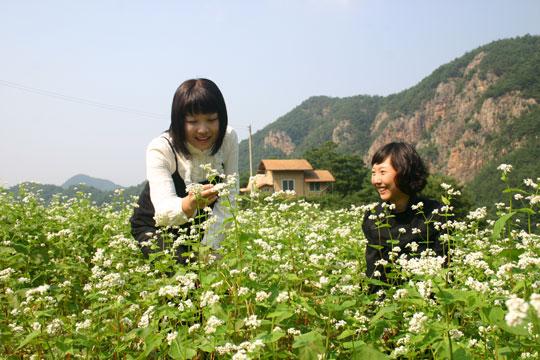 보은군 속리산 자락 산골마을인 구병리에서 9월 19일부터 3일간 메밀꽃축제가 개최된다. 지난 축제에서 관광객들이 메밀꽃밭의 정취에 흠뻑 빠져있다.