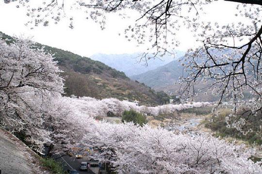 하동 십리 벚꽃길.