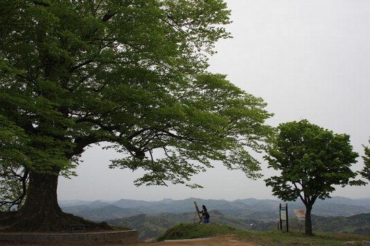  성흥산성 '사랑나무'는 수령이 400여년 된 것으로 추정되는 느티나무로 많은 드라마의 촬영지로 전국적인 유명세를 타고 있다.  