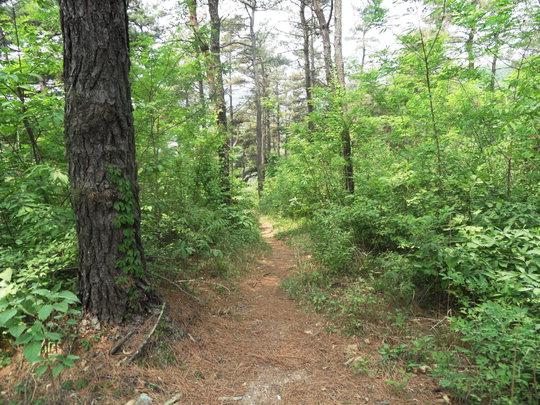  성흥산성 솔바람길은 대부분 흙길로 조성되어 있으며 빽빽한 소나무와 경사가 완만해 연인 또는 가족단위 산책로로 제격이다.  