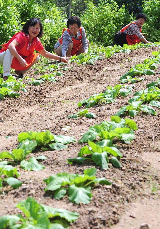  '함께하는 세상' 자원 봉사자들이 텃밭에서 유기농 채소를 재배하고 있다.  빈운용 기자