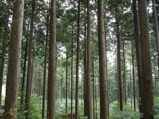 산림청은 올해 858억원을 투입해 전국 2만123ha에 4929만3000그루의 나무를 심는다. 경제림, 큰나무조림, 유휴토지조림, 지역특화조림 등을 중점 추진한다. 사진은 대표적 조림성공지인 전남 장성의 편백나무 숲. 사진=산림청 제공