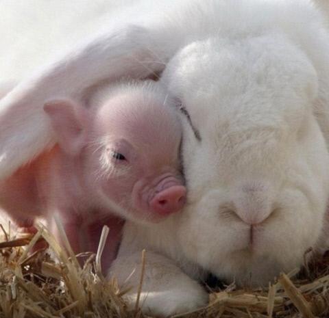 돼지 토끼 실사판이 화제다. 사진=온라인 커뮤니티 게시판
