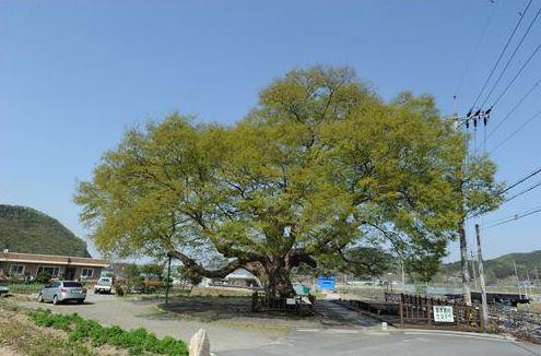 대전 서구 괴곡동의 느티나무가 대전 지역 첫 천연기념물로 지정된다. 사진=연합뉴스
