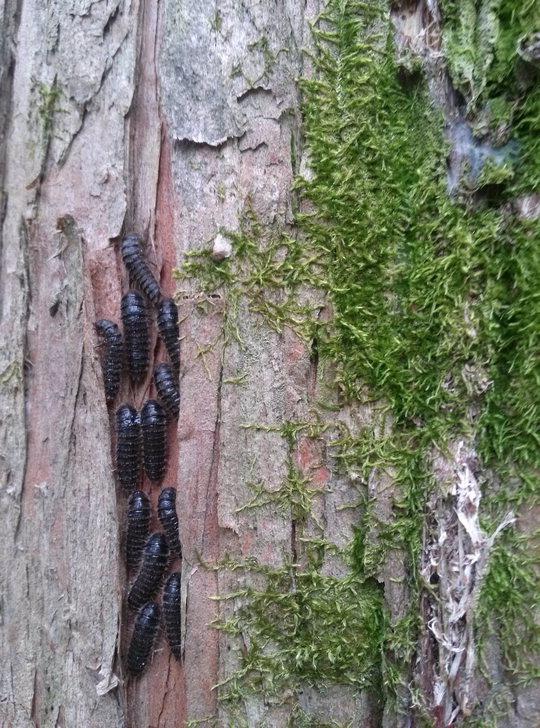 장태산휴양림 내 식재된 일부 메타세쿼이아에 큰남색잎벌레붙이 유충들이 달라붙어 있다.  김정원 기자