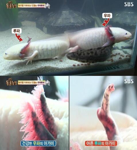 사진=SBS `TV 동물농장` 방송 화면 캡처
