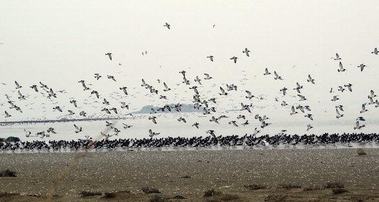 검은머리물떼새가 폭음기 소리에 놀라 급히 비행을 하고 있다.  사진=김달호 기자