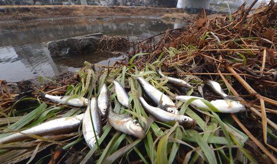 26일 오전 대전 유성천 일대에서 수백마리의 물고기가 떼죽음을 당한 가운데 유성교 인근 풀솦에 죽은 물고기들이 놓여져 있다.  빈운용 기자