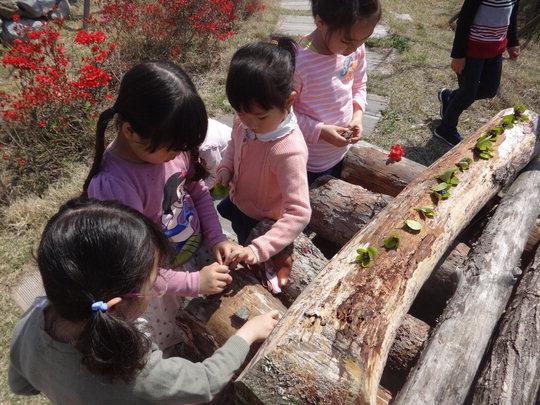 세종시 연세유치원 원아들이 자연 생태학습 현장수업을 하고 있다.  사진=연세유치원 제공 
