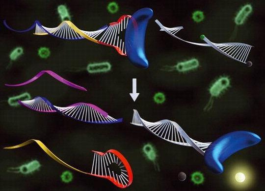 표적핵산에 의한 DNA 중합효소 활성 변화를 이용해 표적 핵산을 검출 과정을 모식도로 나타낸 것.  자료=KAIST 제공