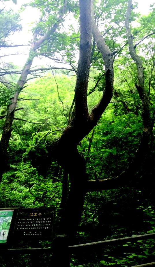 김연아의 스케이팅 모습을 닯은 월악산국립공원의 이른바 ‘연아 소나무’가 고사 위기에 놓였다. 월악산국립공원 하늘재 탐방로에 있는 ‘연아 소나무’의 일부 가지가 말라 죽는 현상이 나타나고 있다. [연합뉴스]