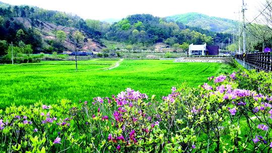 대전 대덕구 장동 계족산 인근 4.1㏊에 걸쳐 있는 청보리밭이 봄철 장관을 자아내고 있다. 청보리는 오는 6월까지 구경할 수 있다.  사진=대전 대덕구 제공