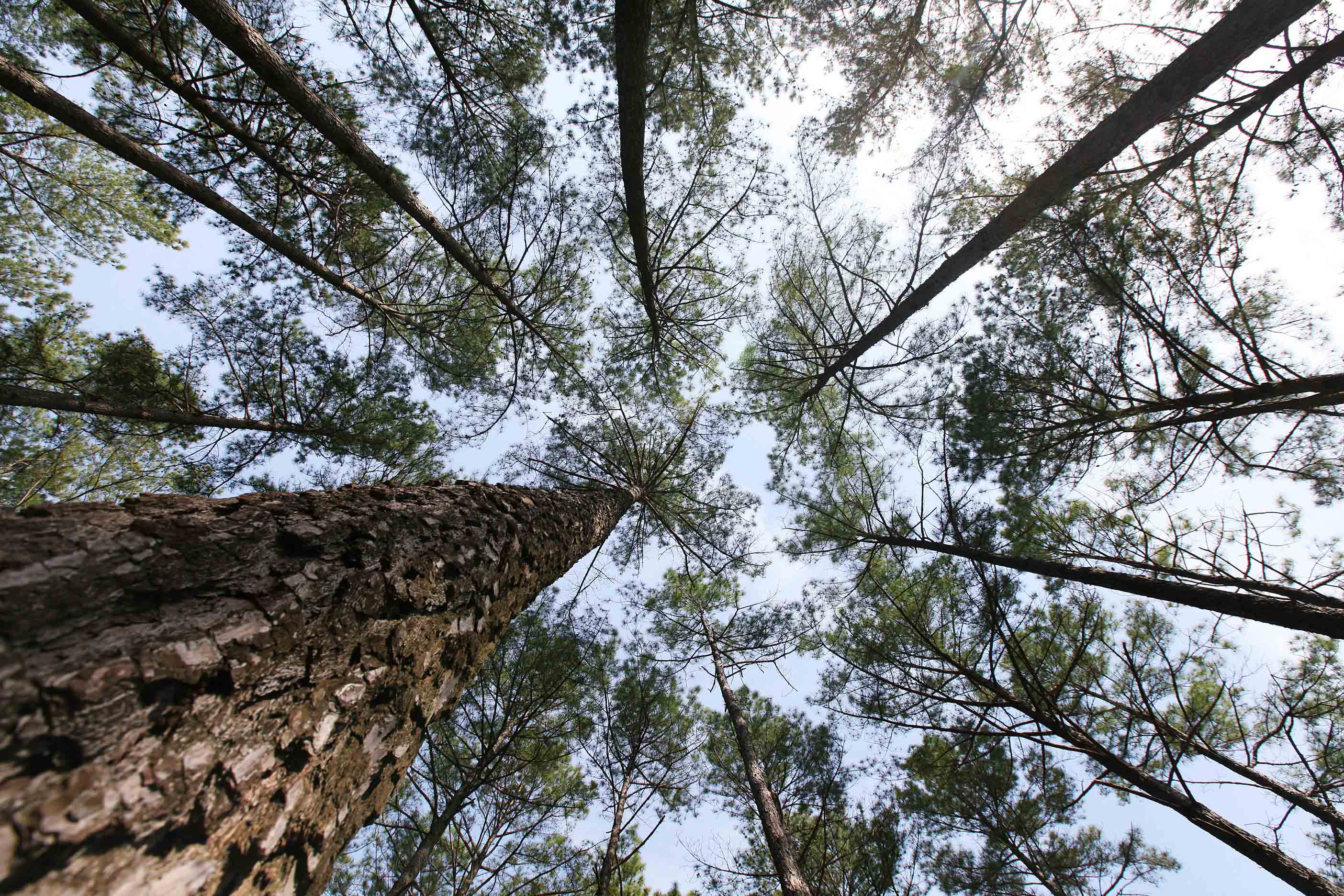 백운산 소나무숲. 사진=광양시 제공