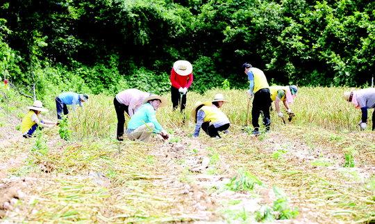  서산시 공보전산담당관실 직원들이 마늘수확 농촌일손돕기를 하고 있다.  사진=서산시 제공
