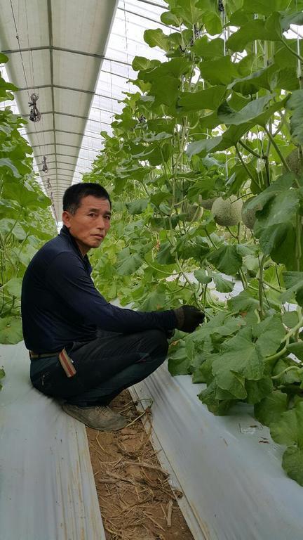 청양군 청남면 곽성웅씨가 정성들여 재배한 칠갑산멜론을 수확하고 있다. 사진=청양군 제공

