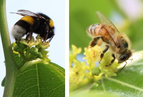 대추나무에 화분매개곤충을 이용하면 착과율이 높아지는 것으로 알려졌다. 뒤영벌(왼쪽)과 꿀벌이 꽃가루를 옮겨 수분시키는 모습.  사진=충북도농업기술원 제공