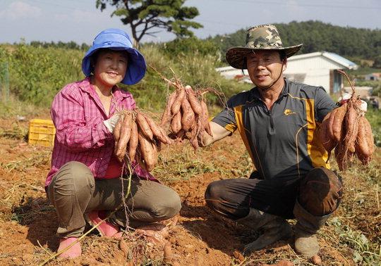  태안군 전역에서 재배되고 있는 태안 호박고구마가 이달부터 수확에 들어갔다. 사진은 이용복(안면읍 승언리 )씨 부부가 호박고구마를 수확하는  모습.  사진=태안군 제공