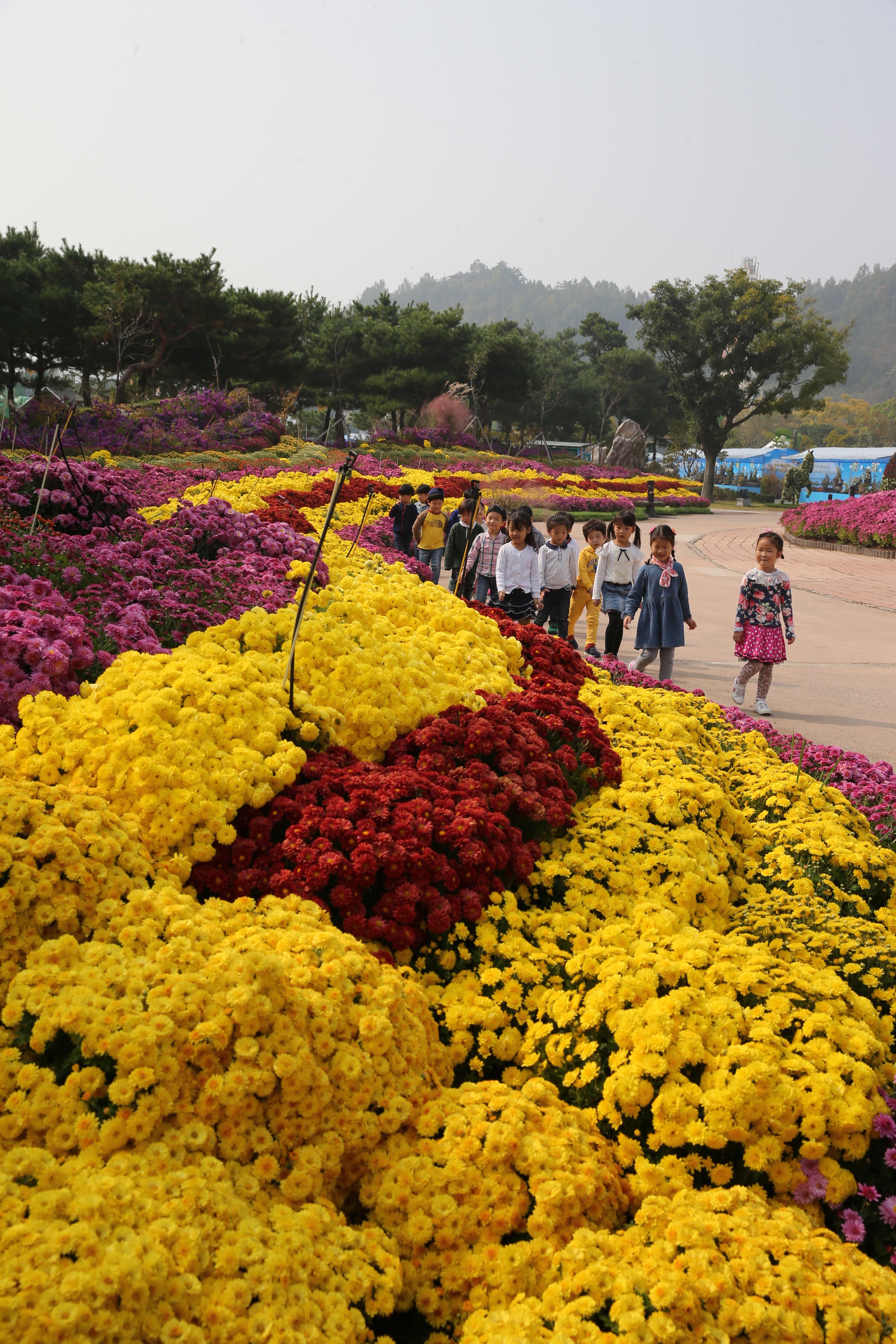21일부터 함평엑스포 공원에서 `국화향기가 들려주는 가을이야기`를 주제로 국향대전이 시작된다. 사진은 어린이들이 국화를 감상하고 있다. 사진=함평군제공