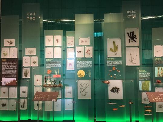 국립해양생물자원관에 전시되고 있는 해양생물 표본. 박영문 기자
