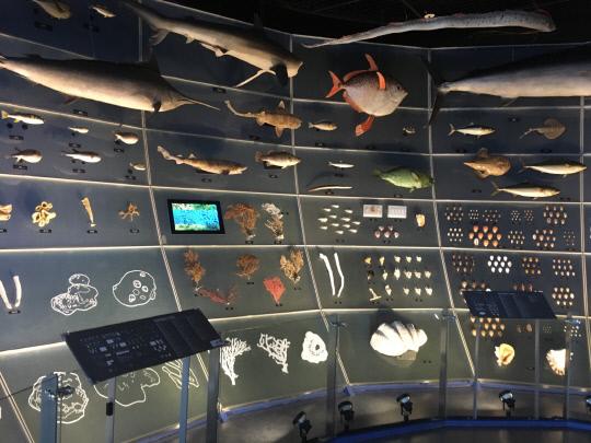 국립해양생물자원관에 전시되고 있는 해양생물 표본. 박영문 기자
