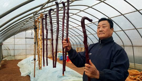 김희관 씨가 지난해 직접 재배한 명아주로 만든 청려장을 살펴보고 있다. 사진=당진시 제공
