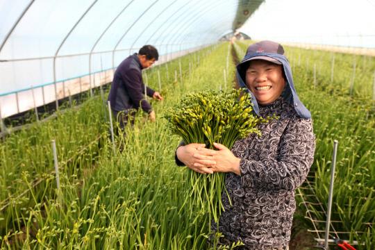 면천면 원동리 박노호씨 농가에서 프리지아 수확이 한창이다. 사진 = 당진시 제공
