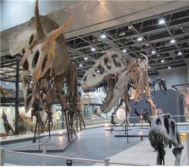 국립중앙과학관에 전시돼 있는 트리케라톱스 진본 골격. 사진=국립중앙과학관 제공
