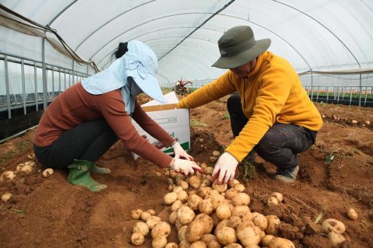홍성군 금마면 화양리 농민들이 클로렐라 배양액을 이용한 친환경 환경 감자를 수확하고 있다. 사진=홍성군 제공
