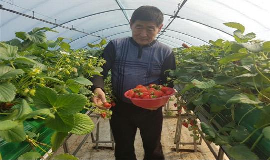 세종지역의 한 농민이 클로렐라 농법으로 재배한  고품질 딸기를 수확하고 있다.   사진=세종시 농업기술센터 제공
