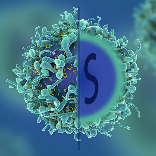 연구진이 개발한 CjCas9와 AAV. 캄필로박터 제주니 균에서 유래한 CjCas9은 현재 존재하는 절단 효소 중 크기가 가장 작다. 잘 알려진 SpCas9과 SaCas9에 비해 길이가 짧다(좌). 연구진은 임상실험에 용이한 단일가닥 DNA인 아데노 연관 바이러스에 CjCas9을 삽입하는데 성공(우)했으며 이 방식으로 노인성 황반변성에 걸린 동물 모델의 신생혈관을 효과적으로 억제했다. 사진=IBS 제공
