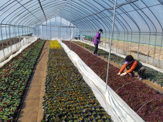 증평군이 올해 꽃길 조성에 사용할 30만 본의 계절 꽃을 지역 내 꽃묘장에서 직접 재배하고 있다. 사진=증평군 제공
