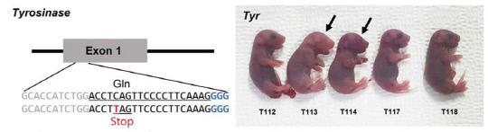 염기교정 유저자가위로 Tyrosinase 유전자가 교정된 생쥐. 멜라닌 생성에 관여하는 Tyrosinase 유전자를 교정(좌)하여 만들어진 생쥐(우). 크리스퍼 염기교정 유전자가위로 유전자의 특정위치에서 시토신(C)을 티민(T)으로 치환하였다. 연구진은 전 유전체 시퀀싱 기법을 통해 표적 유전자에만 변이가 도입됨을 확인했으며 일부 생쥐는 눈 색깔이 달라진 것을 관찰했다. 사진=IBS 제공
