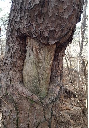 산림청 국립과학원은 일제강점기 시절 일본이 송진을 채취할 때 상처가 생긴 소나무들을 산림문화자산으로 등록 추진한다고 12일 밝혔다. 사진=홍성군 제공
