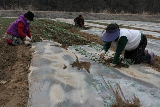 최근 날씨가 풀리면서 단양지역 마늘재배 농가에서 마늘 생육을 돕기 위해 마늘밭 손질에 분주한 모습을 보이고 있다. 사진=단양군 제공.

