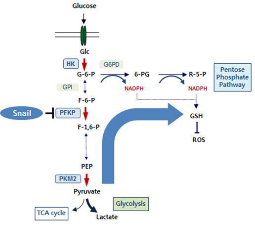 스네일-대사물질 축에 의한 전이 암세포의 대사조절 도식도. 스네일은 해당작용(glycolysis)의 첫 번째 율속단계 (rate-limiting step)를 결정하는 효소인 혈소판 타입 포스포프룩토키나아제 (PFKP)를 전사억제시키고, 이는 당대사의 흐름을 호기성 해당작용에서 5탄당 인산경로(pentose phosphate pathway, PPP) 방향으로 바꾼다. 이 과정에서 암세포는 환원제인 니코틴아마이드 아데닌디 뉴클레오티드 인산의 환원형를 확보하고 활성산를 제거하여 산화 스트레스를 극복하고 생존을 증강시킨다. 붉은 화살표는 해당 작용에서 비가역적 단계를 표시한 것이다. 사진=한국연구재단 제공
