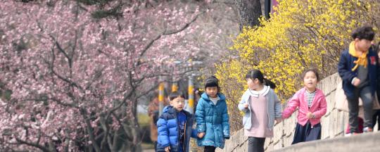 포근한 봄날씨를 보인 28일 대전시 대덕구 한남대학교 교정에서 어린이들이 활짝 핀 개나리와 살구꽃 사이로 걸어가고 있다. 신호철 기자
