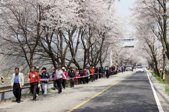 지난해 호탄벚꽃축제에서 관광객들이 벚꽃길을 걷고 있는 모습. 사진=영동군 제공.
