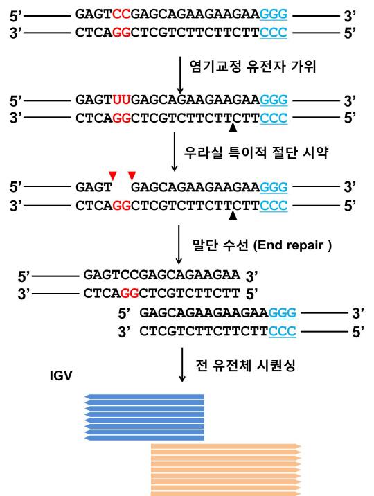 크리스퍼 염기교정 유전자가위 절단 유전체 시퀀싱 기법 적용 과정. 사진=IBS 제공
