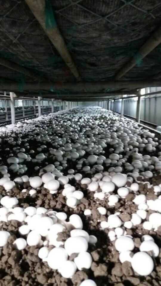 논산 황산벌양송이버섯 연구회가 지난 3월 30일 단체 GAP 인증을 받아 농가소득효자 농산물로 떠오른 양송이 버섯 재배사 사진.=논산시 농업기술센터 제공
