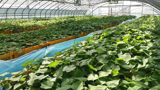 예산군 농업기술센터 조직배양실에서 생산한 고구마 우량묘가 온실 재배되고 있는 모습. 사진=예산군 제공
