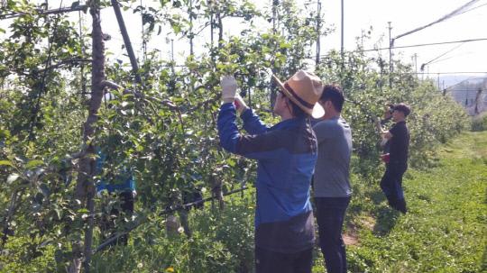 홍성군 홍동면 직원들이 18일 오전 금당면의 한 과수농가를 방문해 사과나무 200여주에 대한 열매솎기 작업을 하고 있다. 사진=홍성군 제공
