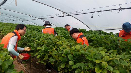 충남 농협 검사국 임직원 19명이 지난 20일 논산 양촌면 딸기 재배농가에서 농촌 일손돕기 활동의 일환으로 딸기를 수확했다. 사진=농협 제공
