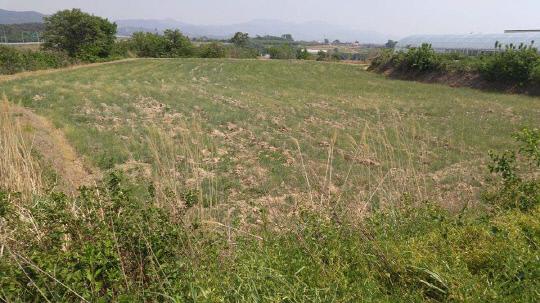 서산시 음암면의 한 농지가 극심한 가뭄으로 경작을 하지 못한 채 방치되고 있다. 사진=정관희 기자 
