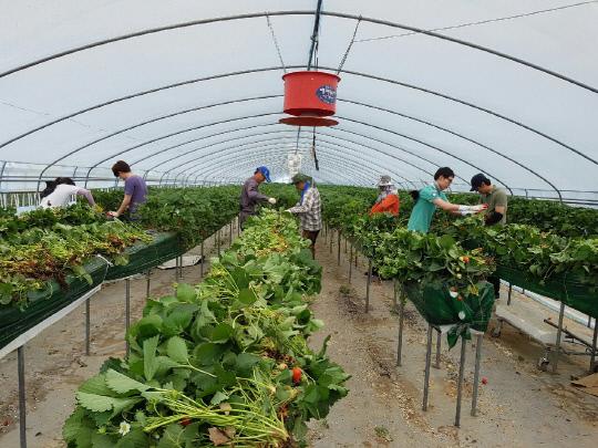 홍성군 홍북면사무소 직원들이 지난 24일 홍북면의 한 딸기 농가 비닐하우스에서 딸기 묘 제거 작업을 실시하고 있다. 사진=홍성군 제공
