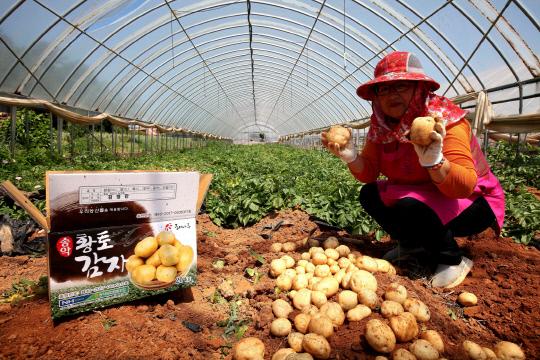 송악읍 최재군씨 농가에서는 수미품종 감자를 파종해 일반 하우스 감자보다 한달여 일찍 해나루 황토감자를 수확했다. 해나루 황토감자 출하 모습 사진 = 당진시 제공
