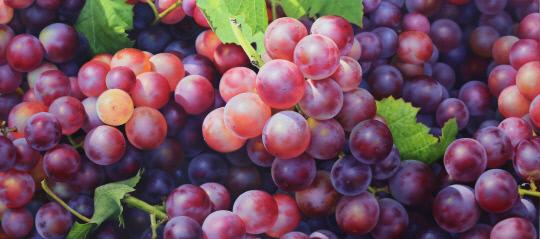 Grapes, 90x40cm, Oil on Canvas, 2017
