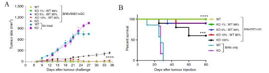 주조직성 복합체 I (MHC class I)이 결핍된 암이식 동물 모델에서의 BVAC의 효과.
실제 암환자의 세포를 모방한 주조직성 복합체 I이 결핍된 암세포와 정상 암세포를 일정비율로 섞은 암 이식 생쥐 모델에서 BVAC의 투여가 효과적으로 암세포를 사멸시키고, 생존율을 높이는 것을 확인할 수 있다. 사진=미래부 제공
