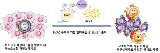 MHC class I 결핍 암에 침투된 기능 소실된 자연 살해 세포의 IL-21에 의한 기능 회복 모식도.
MHC class I 분자가 결핍된 암세포가 지속적으로 자연살해 세포를 자극하면 자연살해 세포는 PD-1과 Tim-3 분자를 발현하면서 기능이 소실된다. 그러나 BVAC 투여에 의한 NKT 세포의 인터루킨-21(IL-21) 분비로 인해 기능소실된 자연세포의 기능이 회복되어 암세포를 사멸한다. 사진=미래부 제공
